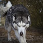 Grey and white wolf, looking at you, about to pounce.
