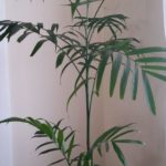 Houseplant: Potted Palm. She likes hugs and Pantera.